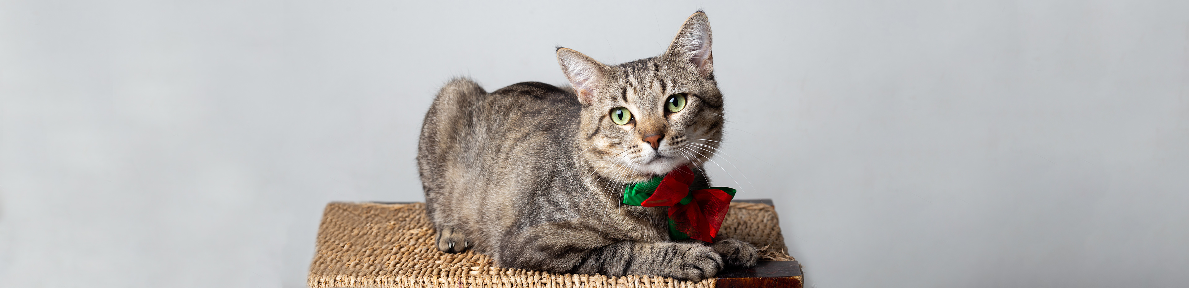 pet care advice at christmas rspca queensland